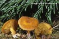 Rugosomyces chrysenteron-amf470